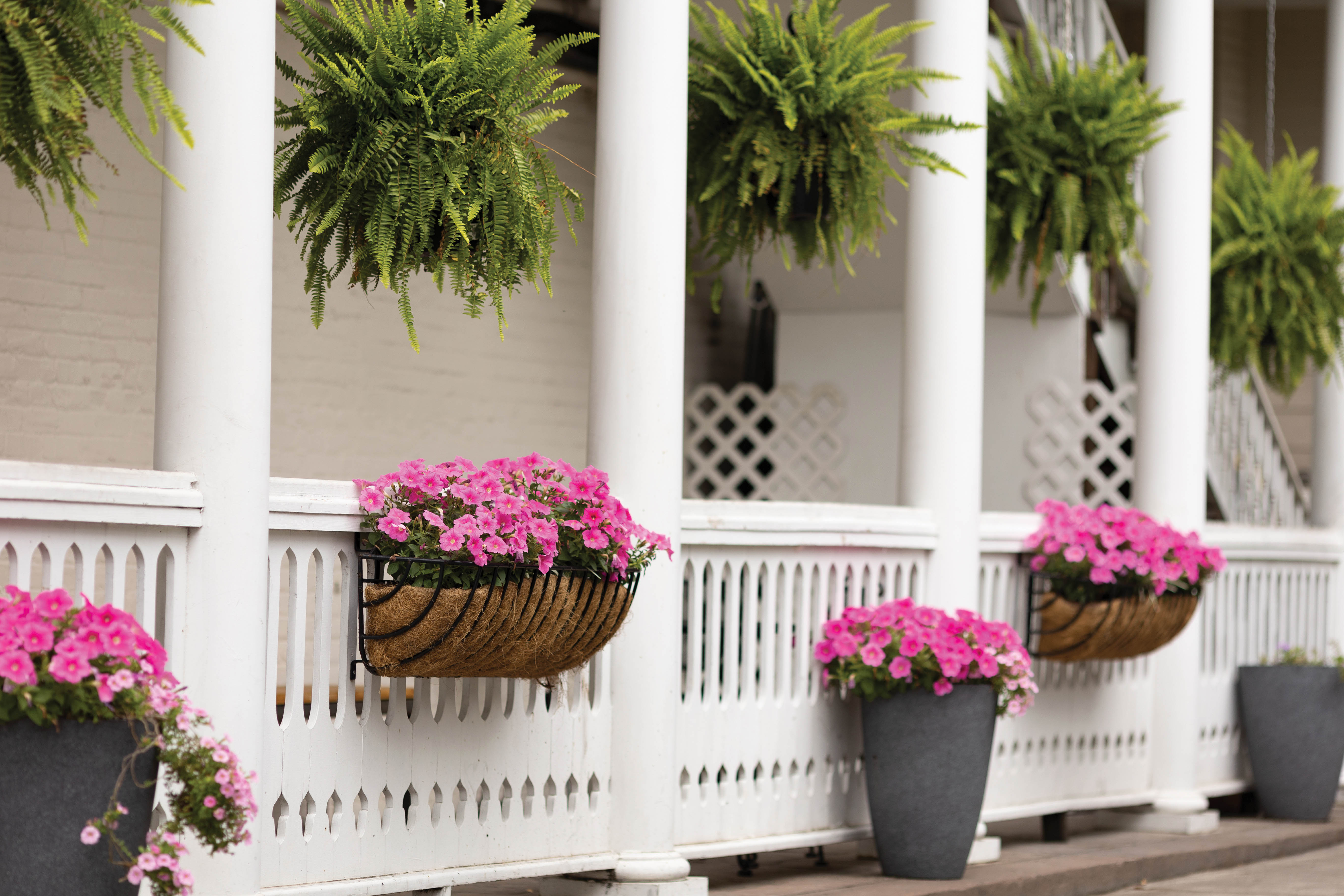 Potted flowers and ferns decorate the Montreux Bar &amp; Grill on West Richardson Avenue.