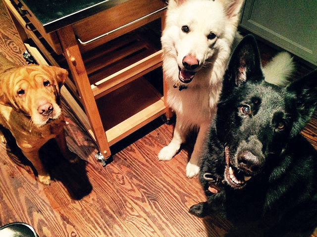 Puppy Love: “I have two Shiloh shepherds and recently rescued a shar-pei Lab mix,” Palmer says. $250 to adopt a retriever, daisysplace.org