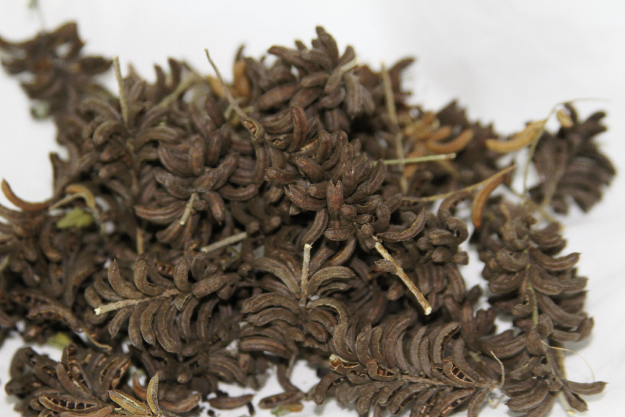 Indigofera suffruticosa seeds saved to plant a new crop