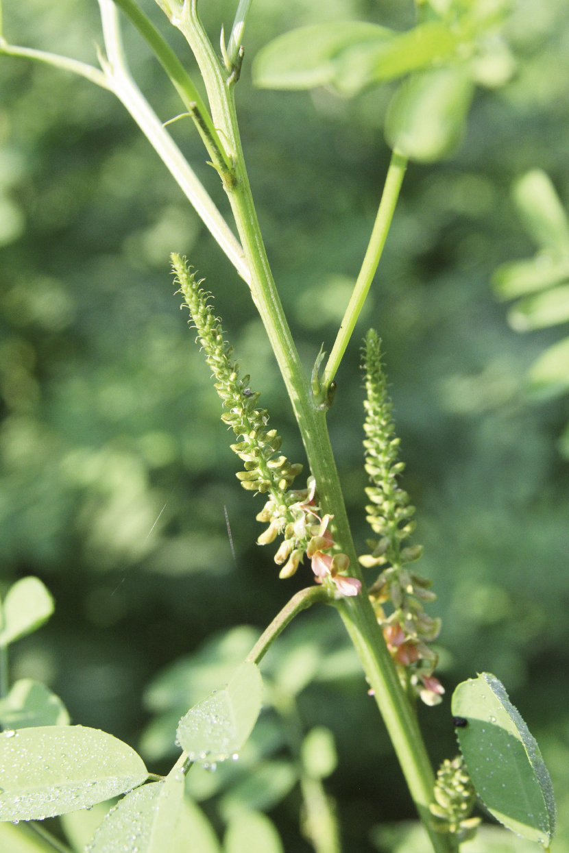 Blooms on last year’s crop;