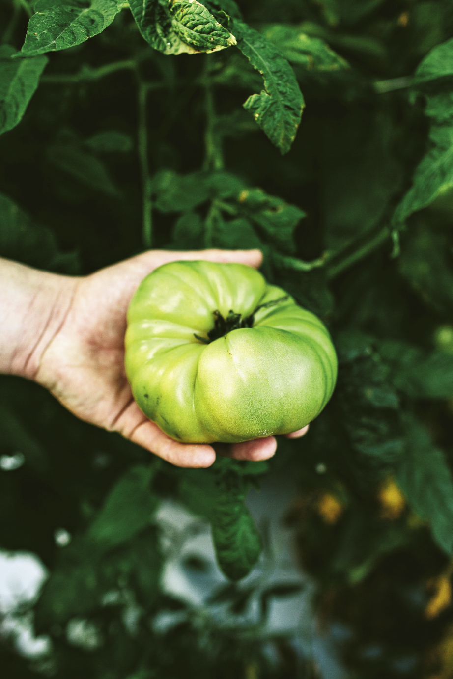 Shawn Thackeray has been growing his signature—and aptly named—“Wadmalaw Fuglies” at his farm on the island for 12 years. These are picked green for shipping to supermarket shelves. But don’t let their scarred looks fool you: Fuglies have a mild, sweet flavor and are well-balanced with acidity. Thackeray also produces a bounty of other tomatoes, including these colorful heirloom cherries.