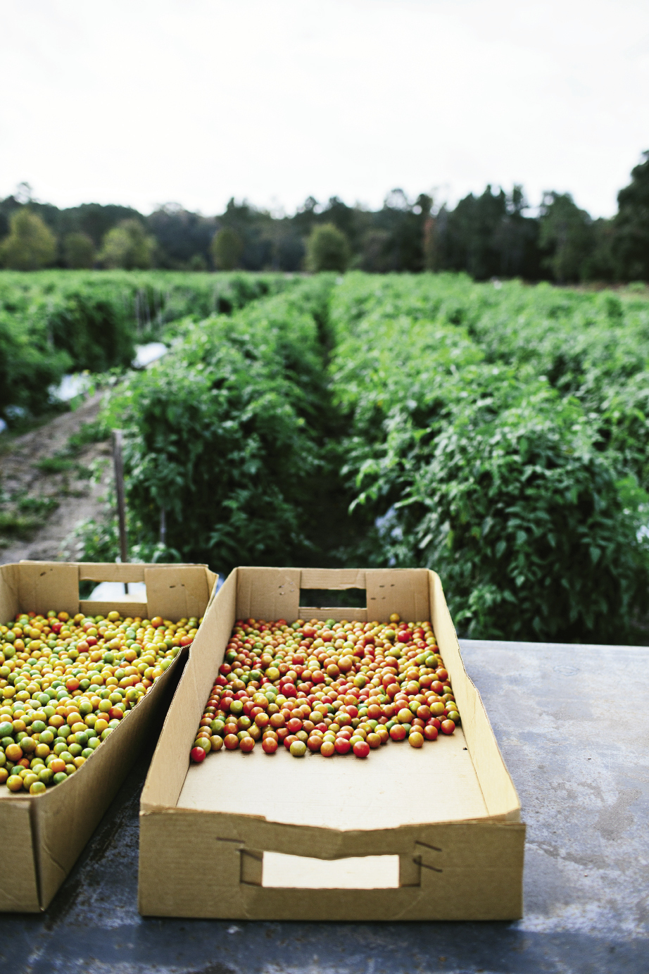 Shawn Thackeray has been growing his signature—and aptly named—“Wadmalaw Fuglies” at his farm on the island for 12 years. These are picked green for shipping to supermarket shelves. But don’t let their scarred looks fool you: Fuglies have a mild, sweet flavor and are well-balanced with acidity. Thackeray also produces a bounty of other tomatoes, including these colorful heirloom cherries.
