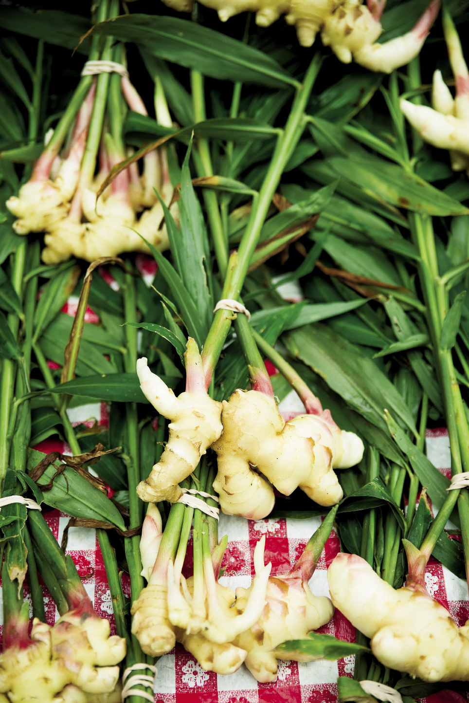 Ginger root from Spade &amp; Clover Gardens