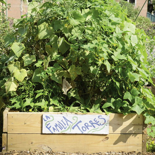 Elliotborough Community Garden