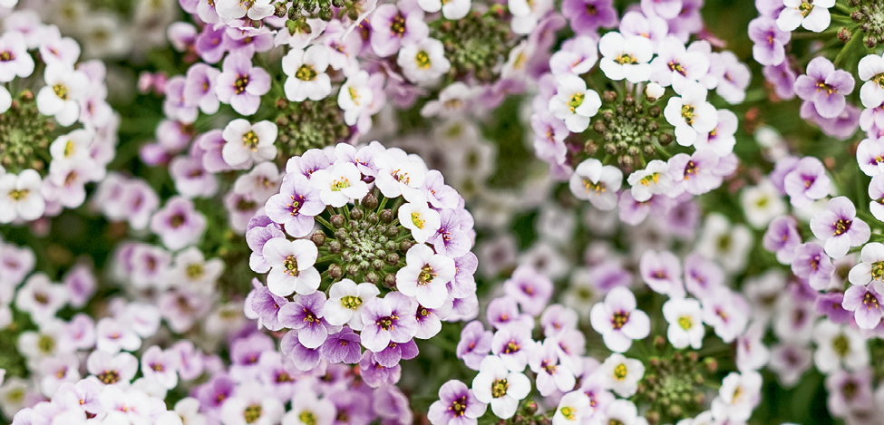 &#039;Blushing Princess&#039; alyssum