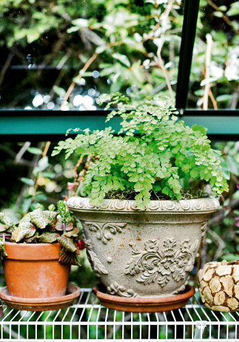 maidenhair_fern_0_0.jpg