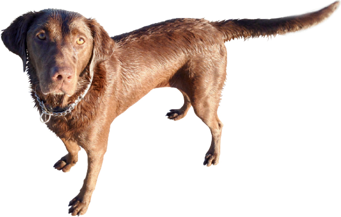 Clow loves American chocolate Labs; right now, she’s fostering a rescue named Lola. <a href="http://www.lowcountrylabrescue.org">www.lowcountrylabrescue.org</a>