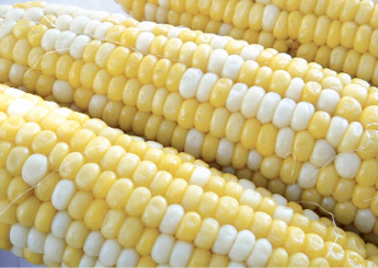 Corn Pick: “‘Peaches and Cream’; it has the sweetest flavor on the market.”