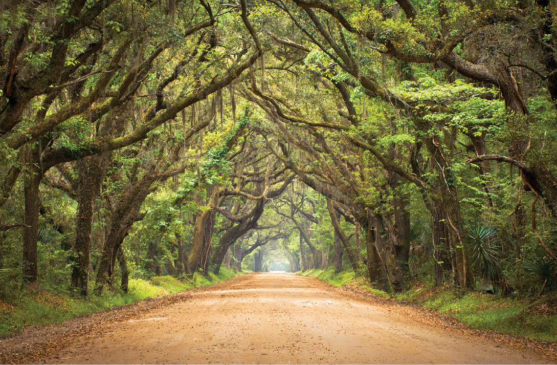 An allée of oaks on Edisto Island’s Botany Bay Road leads to the former plantation, now an ­environmental treasure managed by the South Carolina Department of Natural Resources.