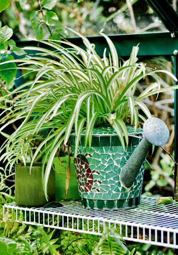 spider_plant_0_0.jpg