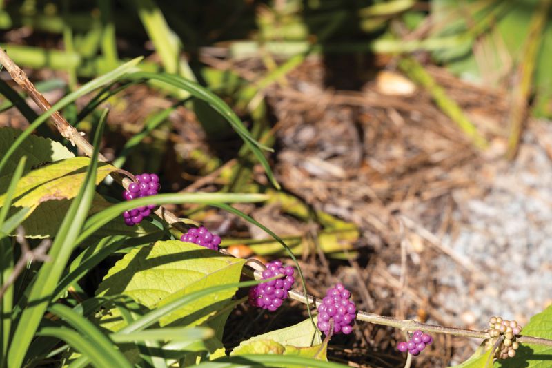 American beautyberry (Callicarpa americana)