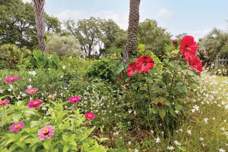 Winging It: The white blooms of gaura, or whirling butterflies, flit among dinner plate hibiscus and hot-pink zinnias.