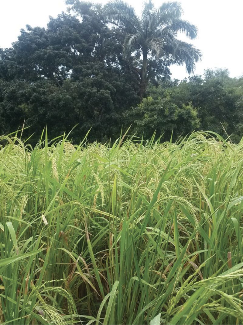 Rice in the field.