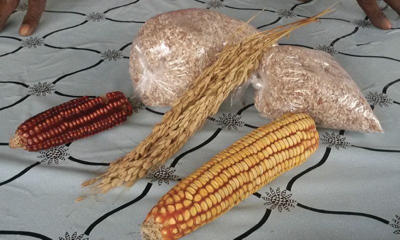 Dennis traveled to Trinidad in 2016 with culinary historian Dr. David Shields to search for rice strains related to the West African red bearded rice that once sustained enslaved Africans in the Lowcountry. Hill rice in seed form and hulled, with corn.