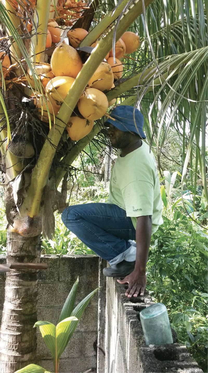 Harvesting coconuts in Dominica