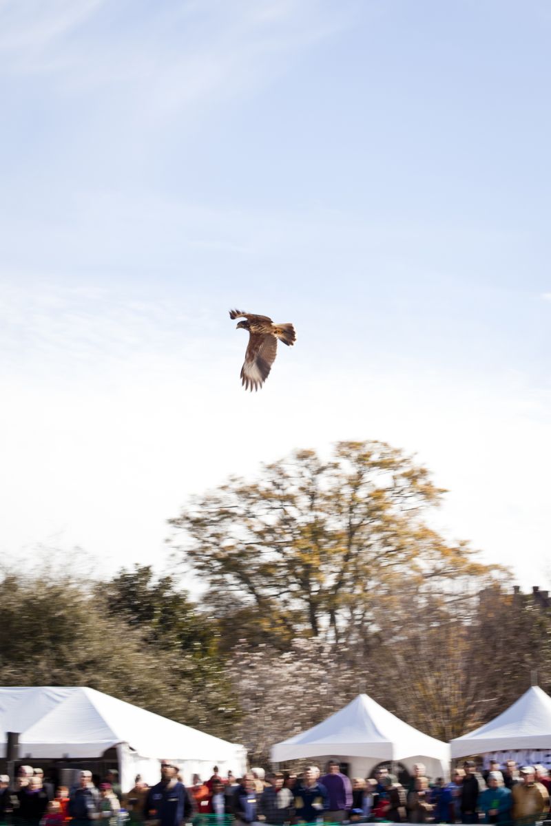 One of a brother and sister pair of Harris Hawks circles above the captive audience.