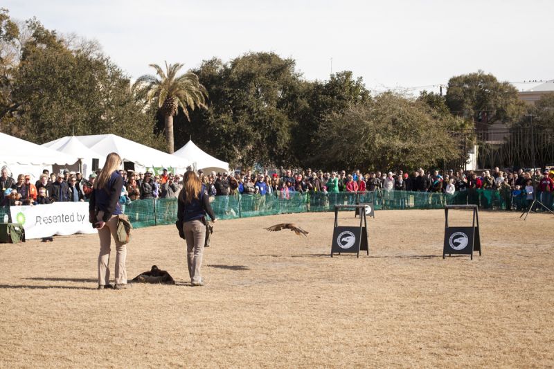 The Harris Hawks displayed their hunting tactics with a fake rabbit as bait.