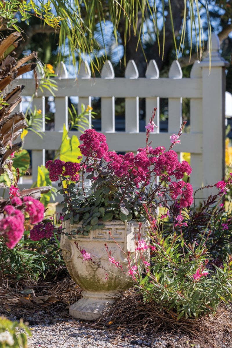A container of low-maintenance ’Superstar‘ sedum nestles up to pink gaura.