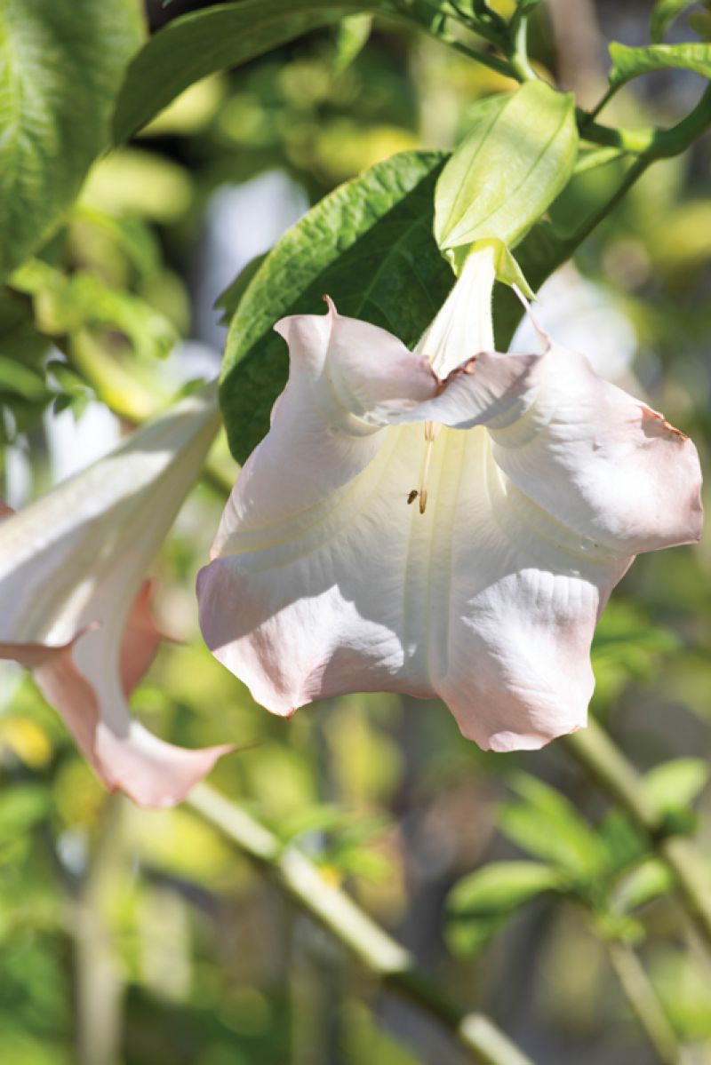Angel’s Trumpet