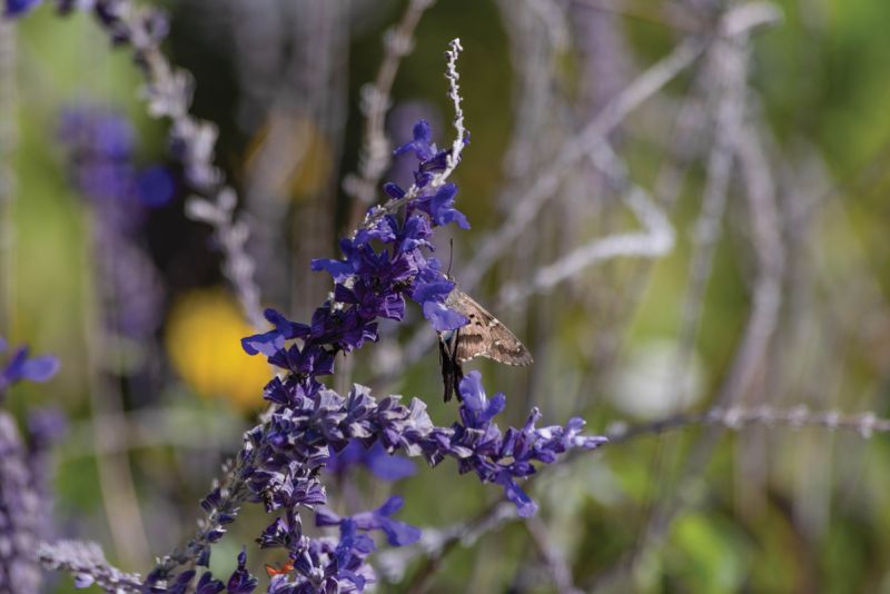 Salvia ‘Cathedral Deep Blue’ (Salvia farinacea)