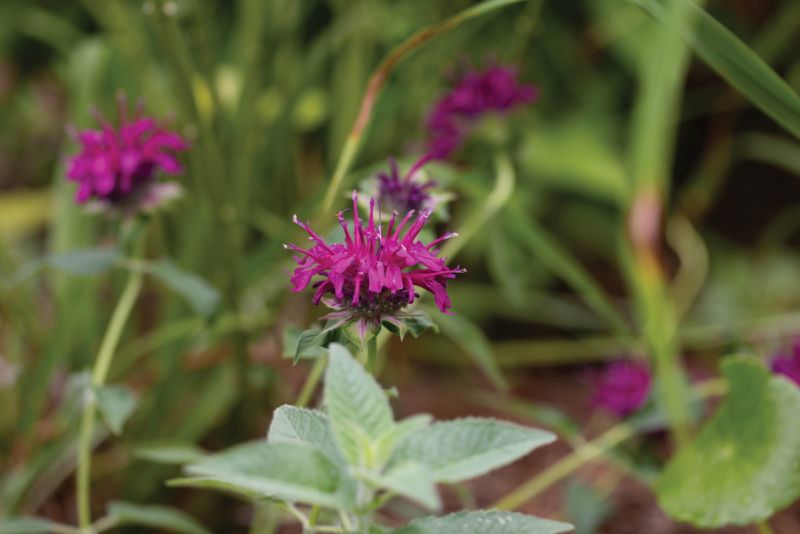 Scarlet Beebalm