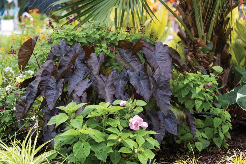 Variety Show: (Clockwise from top left) Elephant ears, including ‘Black Magic‘ (shown with pink hibiscus and ‘Wendy’s Wish‘ salvia) and the variegated ‘Mickey Mouse,‘ bring dramatic form and color to the garden. The blooms of scarlet beebalm, leopard plant, red hot poker, angel’s trumpet, and lantana all feed the pollinators. “There’s no gardening plan here,” says Bunny. “I just buy plants that I like—always in odd numbers—and stick them in the ground. If they work, wonderful. If they don’t, I move them to another area.“ -- ‘Black Magic’ Elephant Ear
