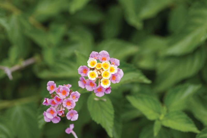 Lantana