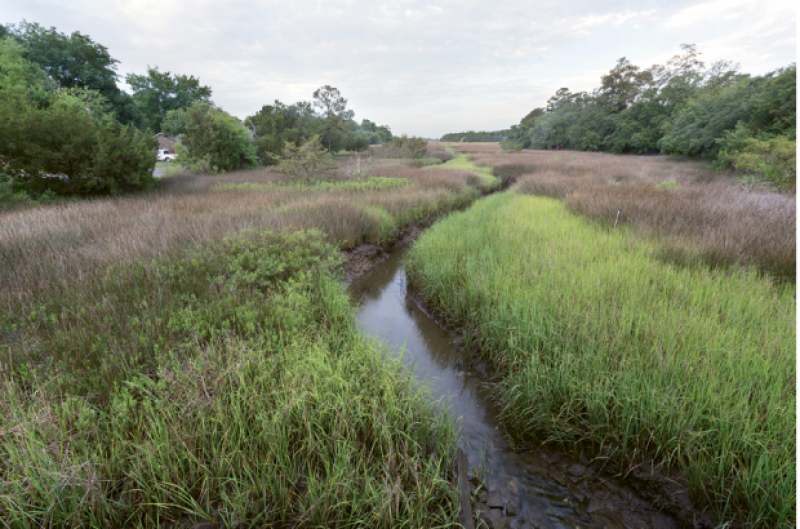 Near the headwaters of Shem Creek