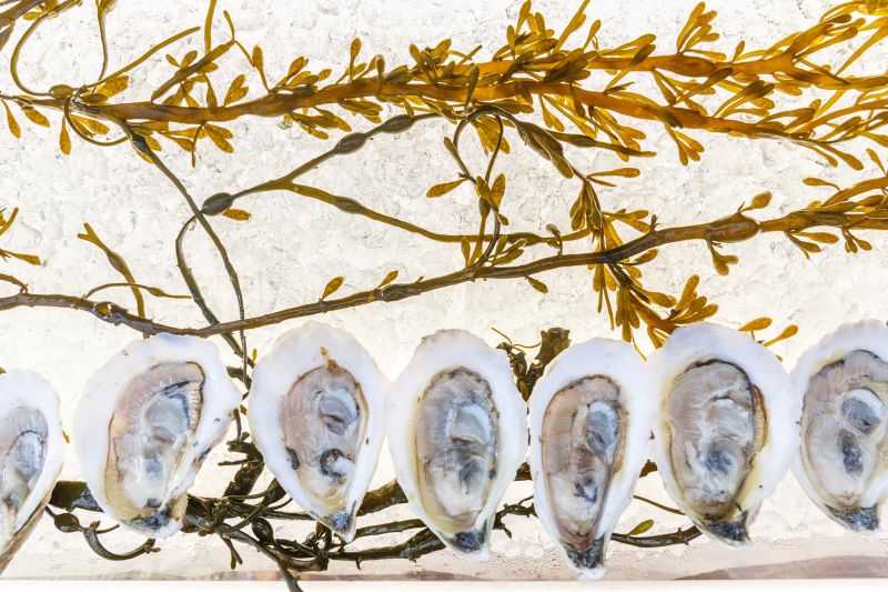 Guests had a chance to sample “Perky Sea Cups” from Charleston Oyster Farm.