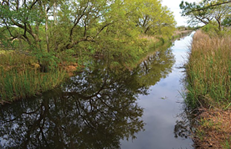 Wild Things: “My kids and I go to Caw Caw Interpretive Center hundreds of times a year and think it’s Charleston’s best kept secret. It’s also a hot spot during mushroom season.”