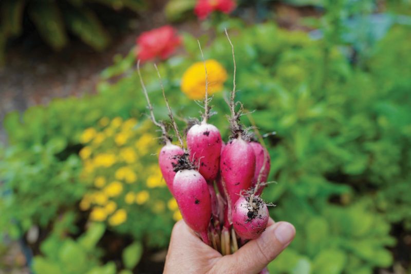 The Good Earth: “It’s truly therapeutic for me to immerse myself in the garden. And when the weather (and bugs) permit, I sit out there every morning.”