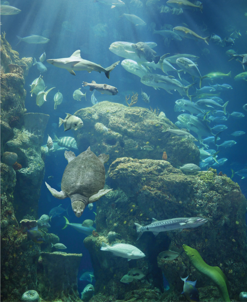 The two-story 385,000-gallon Great Ocean Tank at the South Carolina Aquarium.