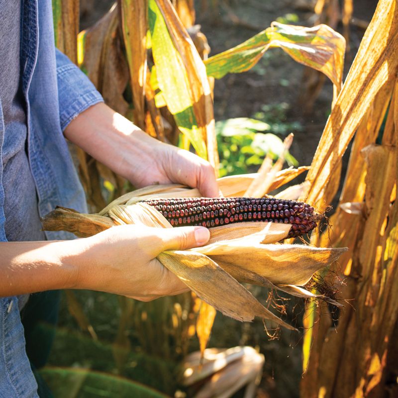 Jimmy Red corn is central to the story of High Wire Distilling Co., which celebrates its 10th anniversary this month. The onetime moonshiner’s corn was nearly extinct in the early aughts when a farmer with just two cobs began the arduous process of cultivating a crop. Today, the company distills the heirloom into its prized flagship Bourbon.