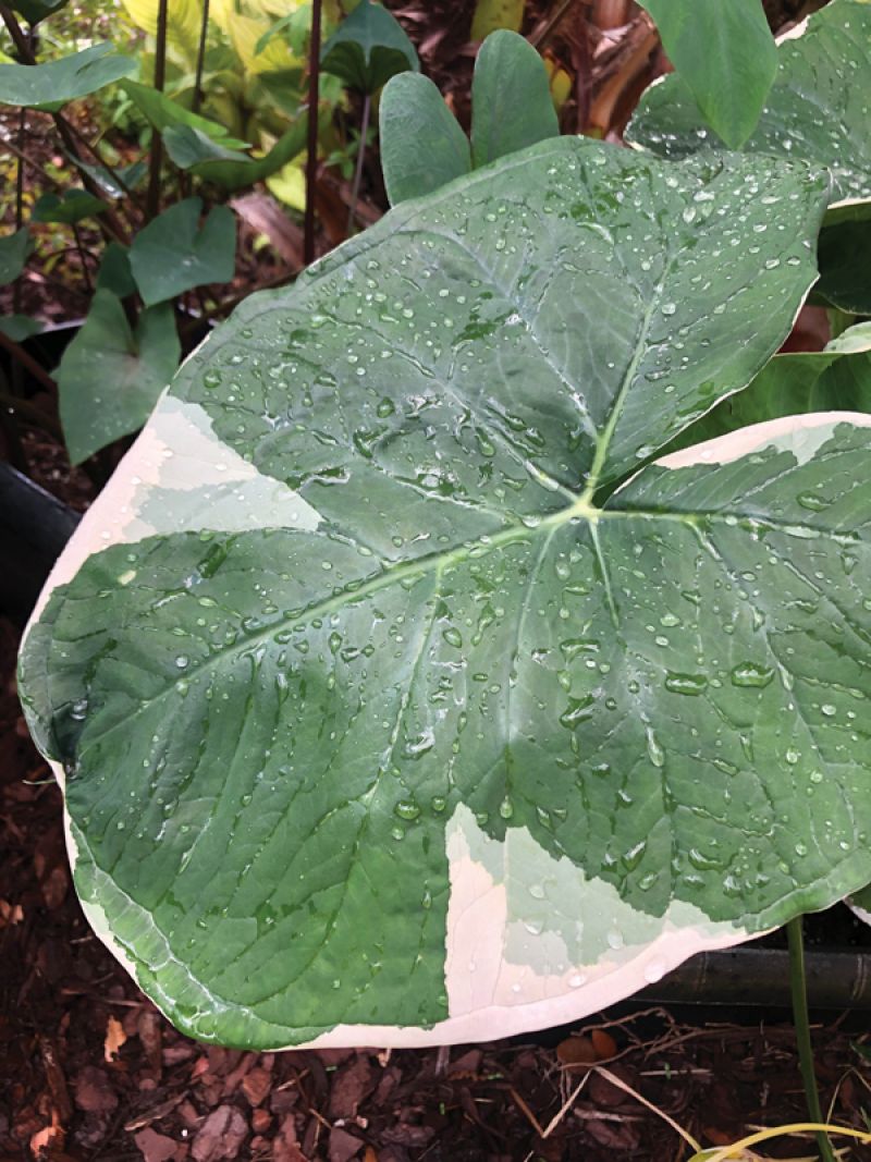 ‘Mickey Mouse’ Elephant Ear