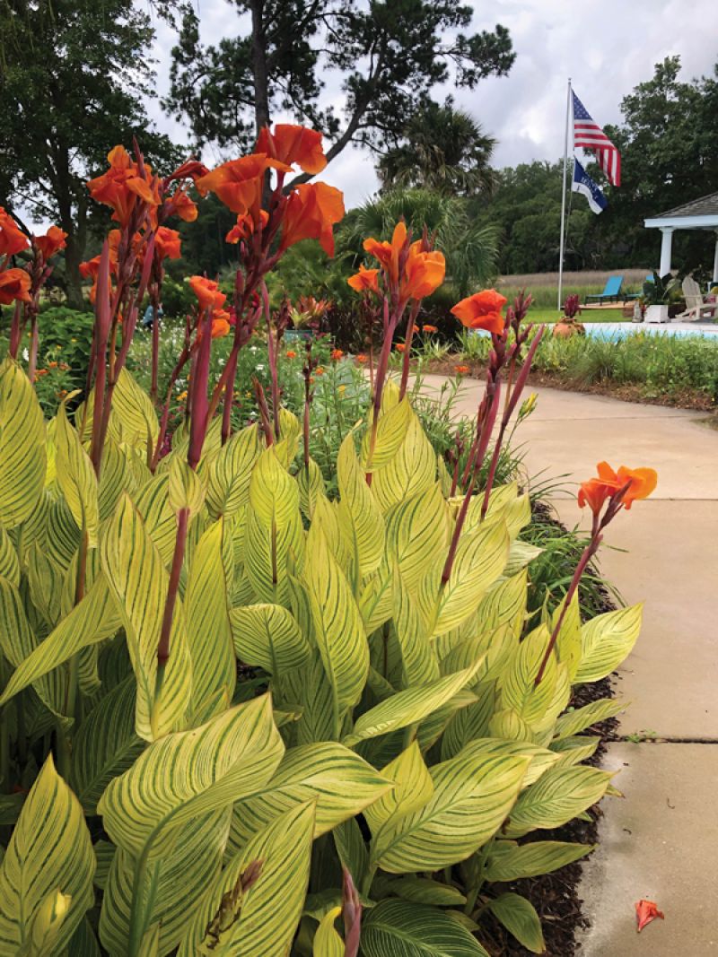 ‘Bengal Tiger‘ canna lilies