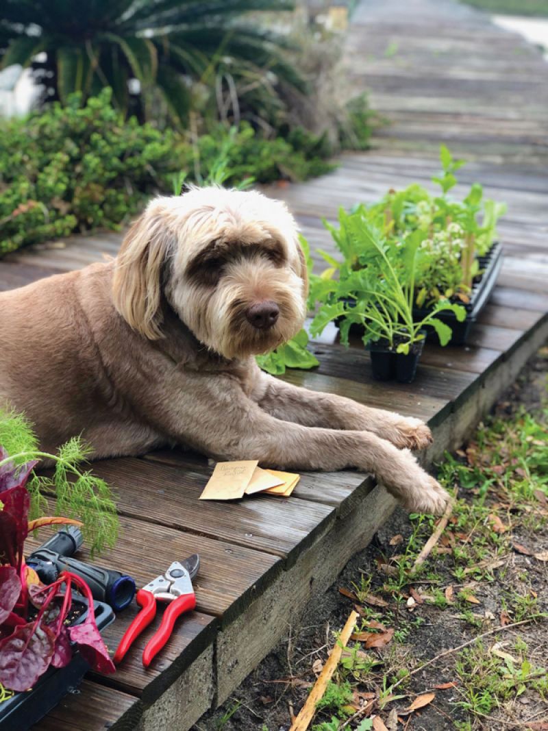 Puppy Love: “Dogs are a constant source of joy—they’re always happy to see you. Jaco brightens every day.”