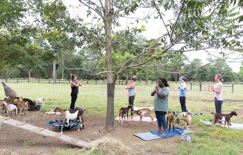 Goat yoga at The Goatery at Kiawah River.