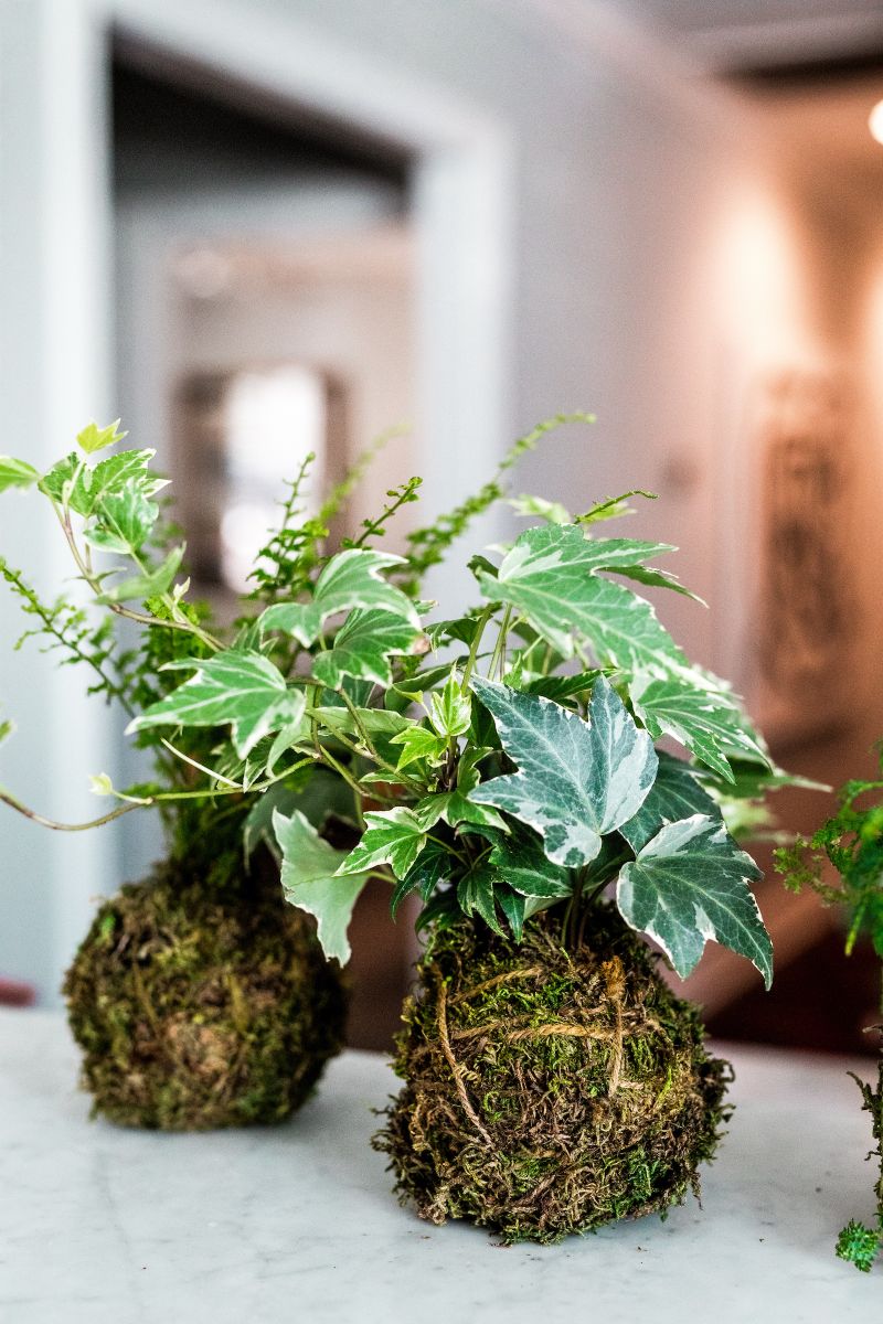 Ivy is an easy indoor grower.