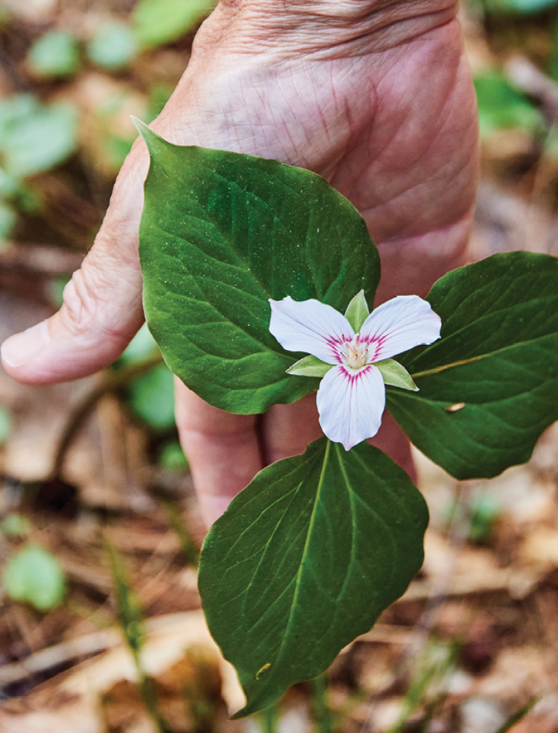 A painted trillium in bloom.