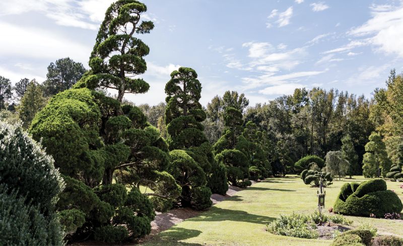 NATURAL WONDER: “If you cut the top out and prune, you can control the way the plant grows,” says Fryar, describing some of his techniques. “I don’t water, spray, or fertilize. I do add pine needles that will decay, and trench around the plants for the rain and run-off. I like a natural forest, natural gardening.”