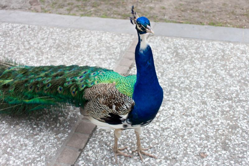 Magnolia Plantation&#039;s resident peacock enjoys the event.