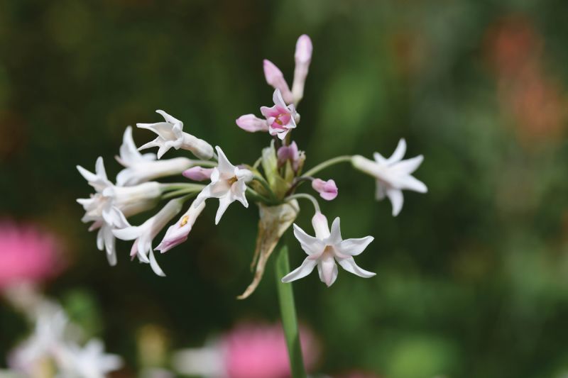 Society garlic (Tulbaghia violacea)