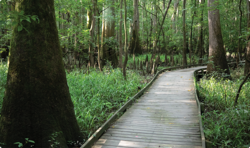 Congaree National Park Boardwalk Loop Trail