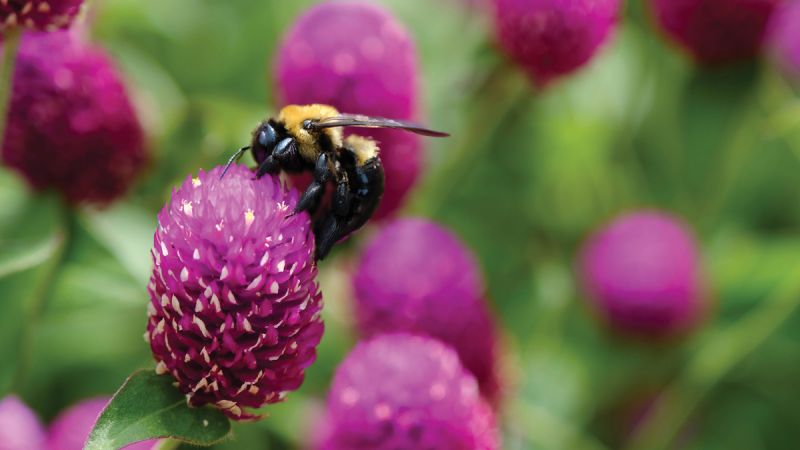 Gomphrena (Gomphrena globosa)