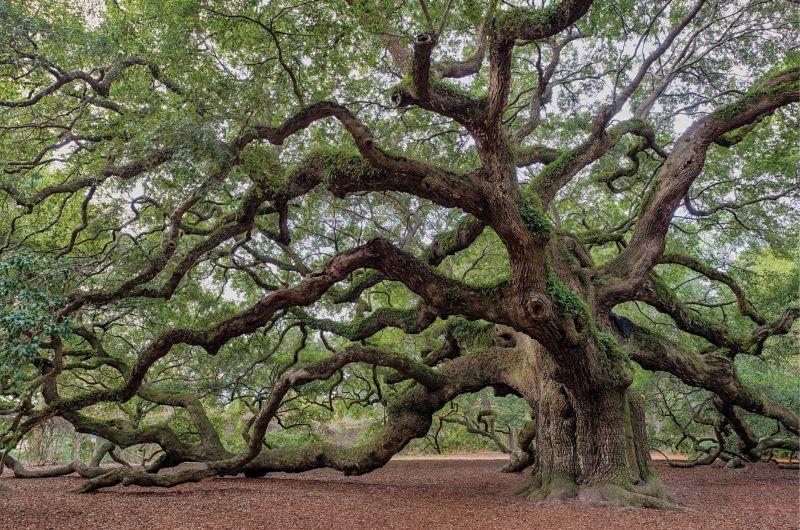 Angel Oak.