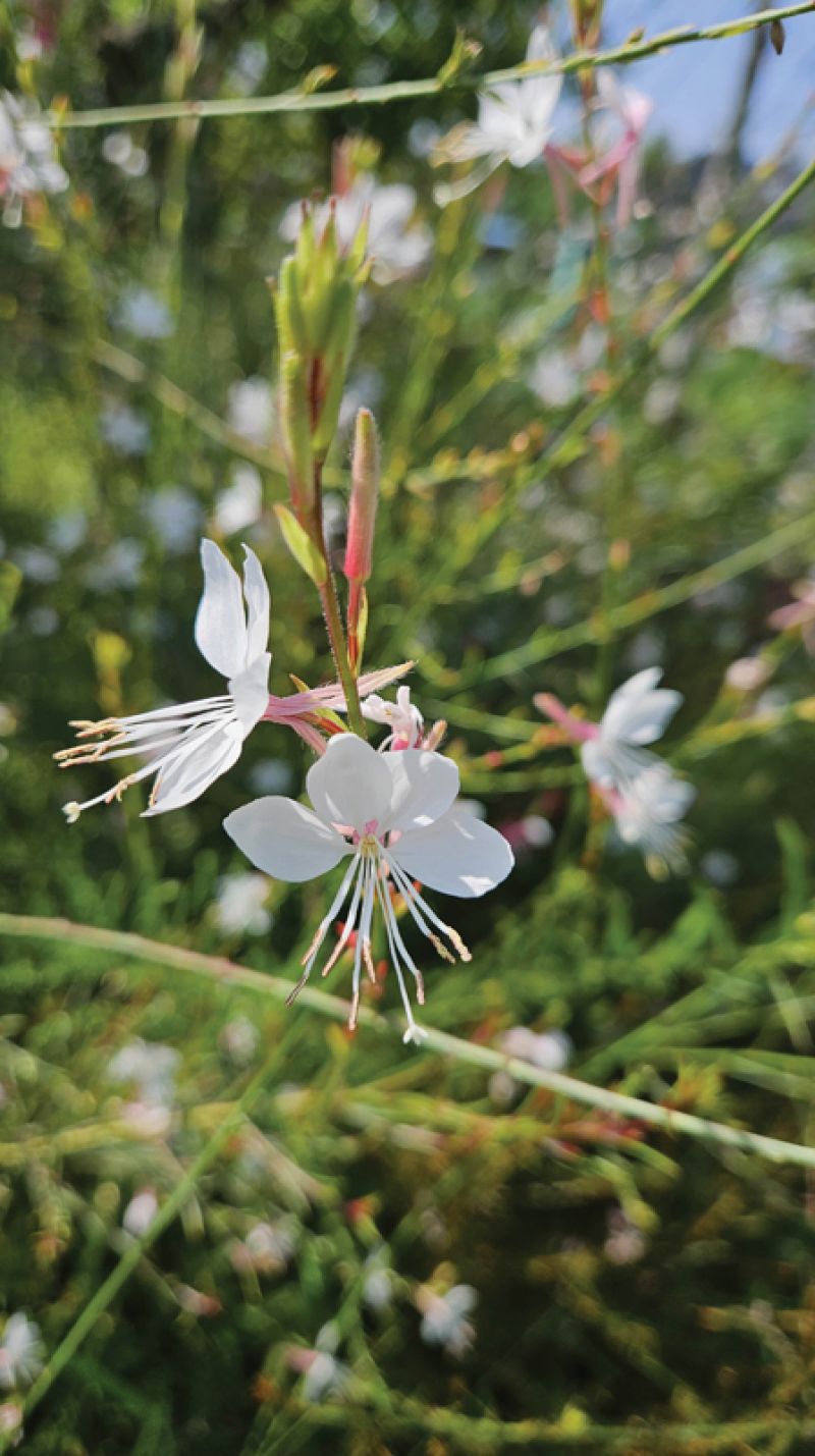 White gaura (Oenothera lindheimeri)