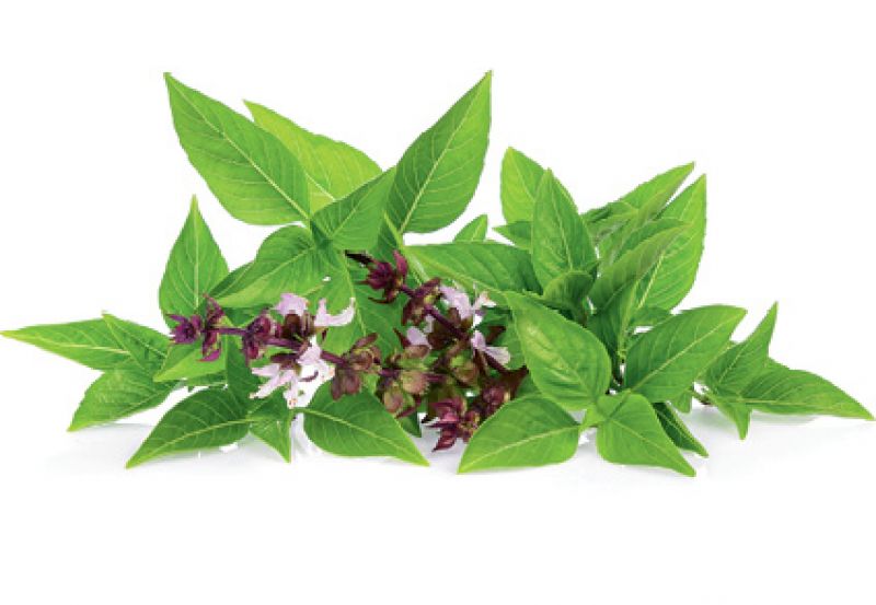 Herb-ivore: “My favorite ingredient is basil, especially the mini Thai variety. It has more fragrance and goes well with noodles and curries.”