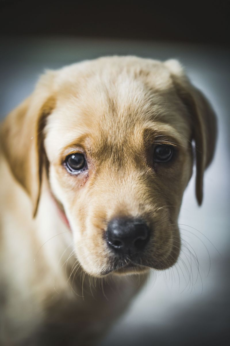 Pet Pals: “As a self-professed cat lady, I was hesitant to add a dog to the family. But Berkley has completely won me over. I can’t imagine our lives without him.”
