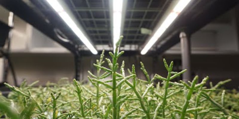 Embedded thumbnail for The World&amp;#039;s First Indoor Saltwater Farm