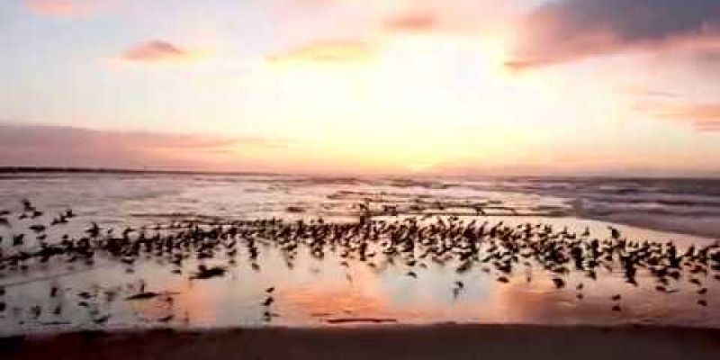 Embedded thumbnail for Sunrise on Sullivan&amp;#039;s Island